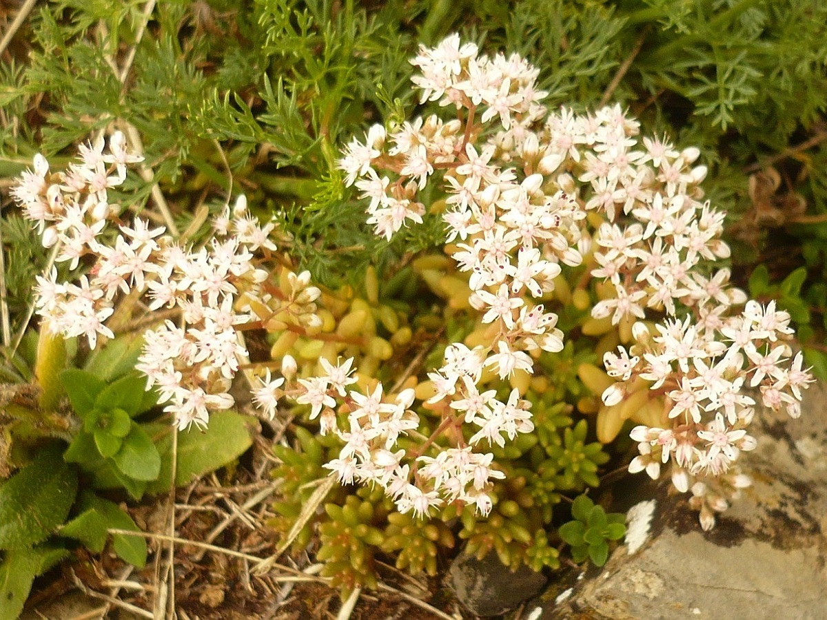 Sedum micranthum (Crassulaceae)
